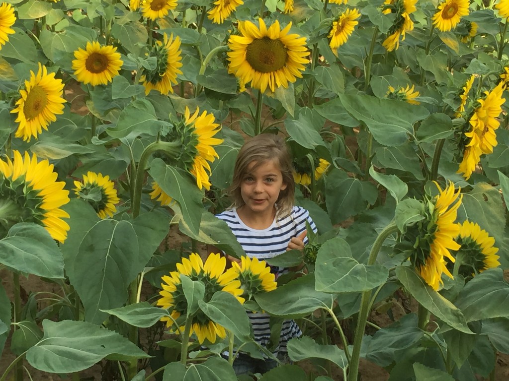 Le Chevrefeuille, Dordogne, Sunflowers
